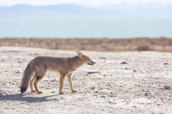 Raposa Cinzenta Sul Americana Lycalopex Griseus Raposa Patagônia Nas Montanhas — Fotografia de Stock