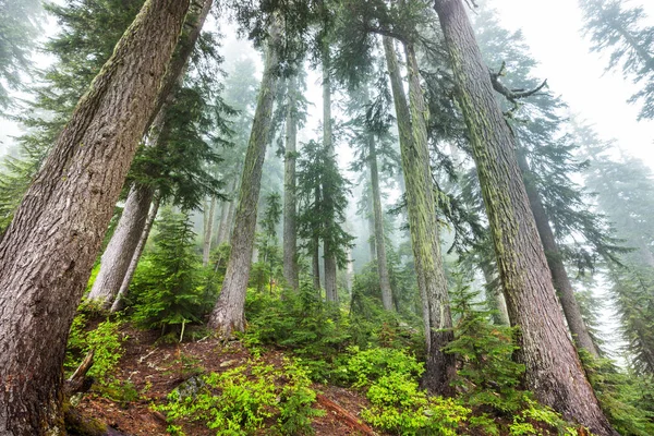 Magisk Dimmig Skog Vackra Naturlandskap — Stockfoto
