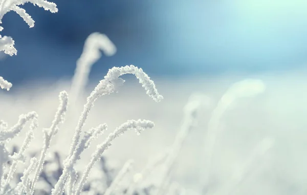 山の中で冬の朝に凍った草のクローズアップショット — ストック写真