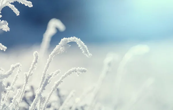 Primo Piano Dell Erba Ghiacciata Mattino Inverno Montagna — Foto Stock