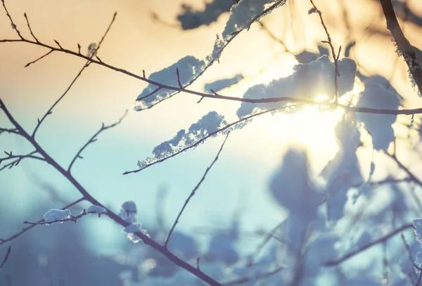 Floresta Coberta Neve Pitoresca Inverno — Fotografia de Stock