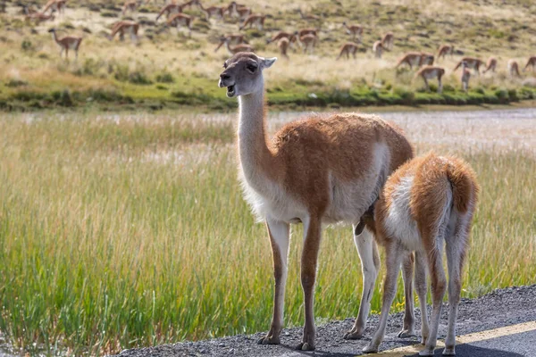 Dzikie Guanaco Lama Guanicoe Prerii Patagonia Chile Ameryka Południowa — Zdjęcie stockowe