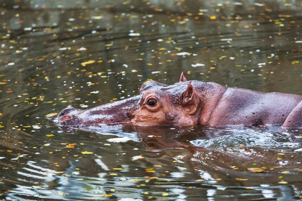 Hipopótamo Água Perto — Fotografia de Stock