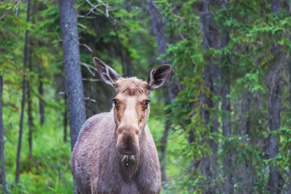 Geyik sonbahar ormanında. ABD 'de vahşi yaşam.