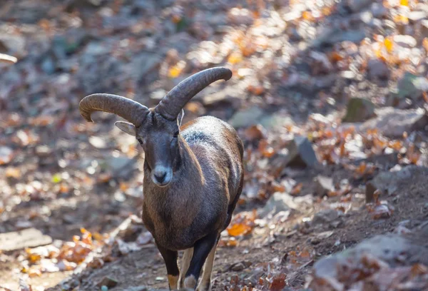 Moufflon Sauvage Dans Forêt Automne Île Chypre — Photo