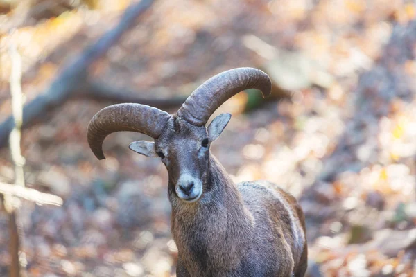 Moufflon Sauvage Dans Forêt Automne Île Chypre — Photo