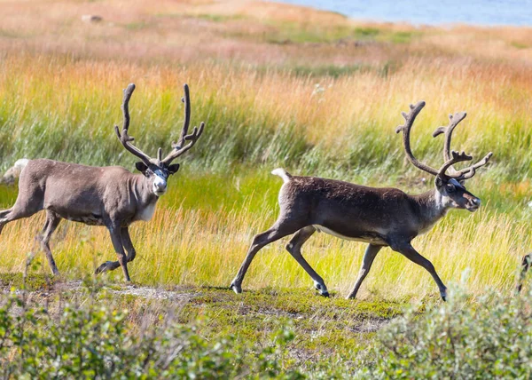 Rentiere Norwegen Sommer — Stockfoto