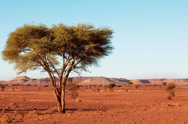 Sahara Vista Panorámica Del Desierto — Foto de Stock