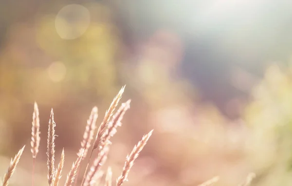 花の牧草地で晴れた日 美しい自然背景 — ストック写真