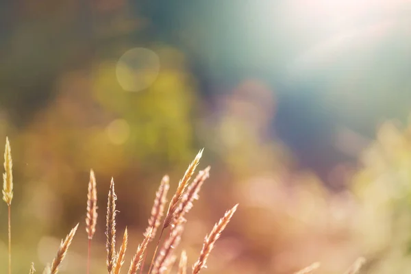 花の牧草地で晴れた日 美しい自然背景 — ストック写真