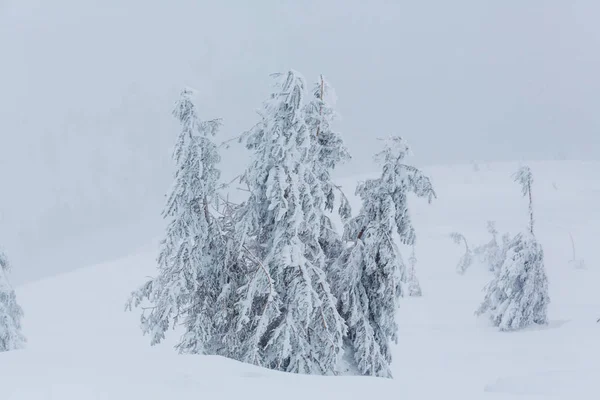 Arbres Couverts Neige Dans Forêt Hiver — Photo