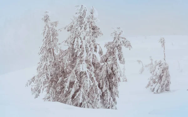 Arbres Couverts Neige Dans Forêt Hiver — Photo