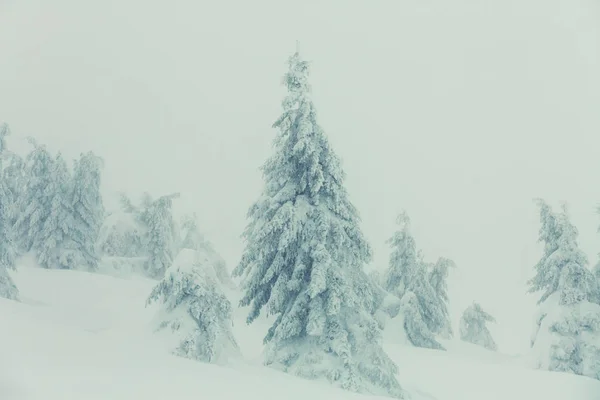 Zasněžené Stromy Zimním Lese — Stock fotografie