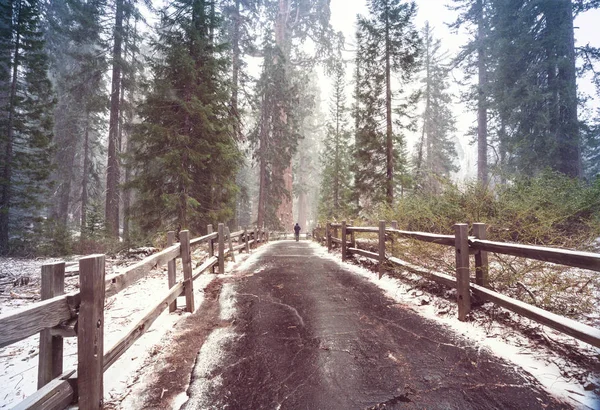 Het Bos Van Reus Sequoia Bomen Bedekt Met Snowe — Stockfoto