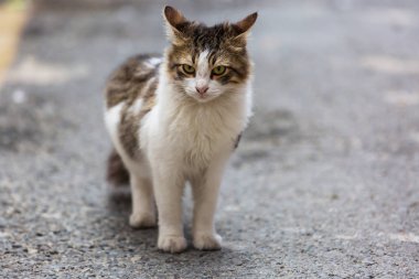 Yetişkin evcil kedi portresi