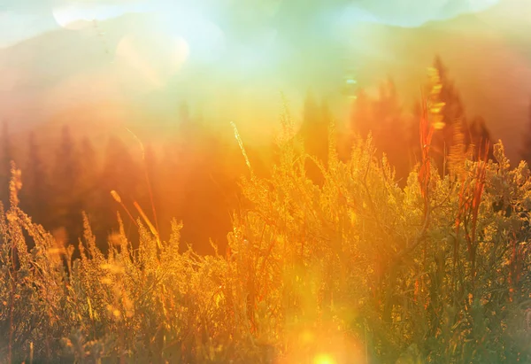 阳光灿烂的秋天的草地 自然背景 — 图库照片