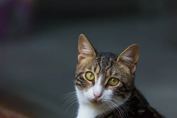 Dorosłych Domowych Kot Portret Zbliżenie — Zdjęcie stockowe