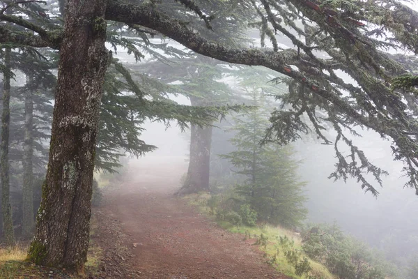 魔法の霧の森 美しい自然景観 — ストック写真