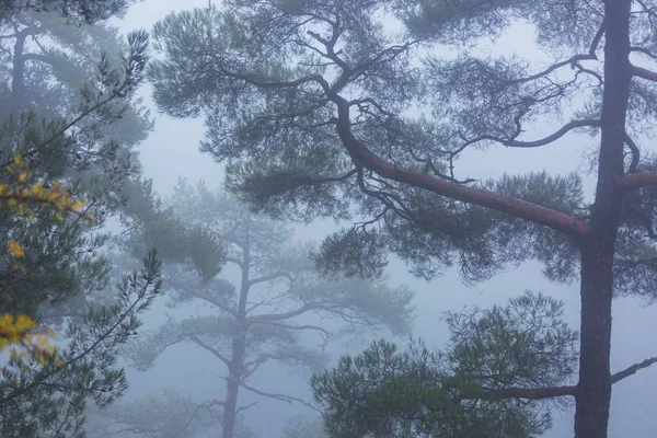 Floresta Nebulosa Mágica Lindas Paisagens Naturais — Fotografia de Stock