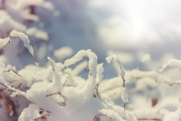 Floresta Coberta Neve Pitoresca Inverno — Fotografia de Stock