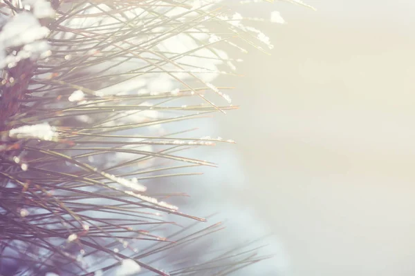 Tema Navidad Pino Congelado Navidad Año Nuevo Vacaciones Fondo Temporada — Foto de Stock