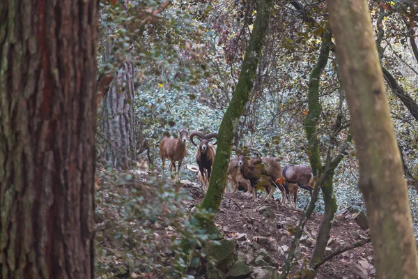 Dziki Mufflon Cypryjskim Lesie — Zdjęcie stockowe