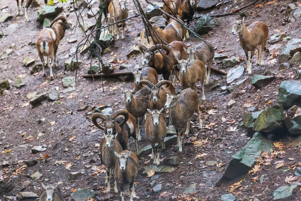 Moufflon Sauvage Dans Forêt Chypre — Photo