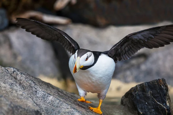 Puffin Cuernos Fratercula Corniculata Disparo Cerca — Foto de Stock