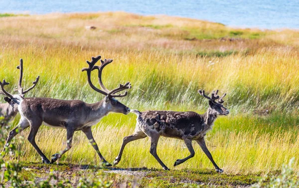 Norveç Yaz Mevsiminde Ren Geyiği — Stok fotoğraf