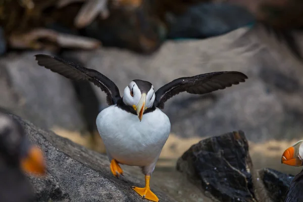 Puffin Com Chifres Fratercula Corniculata Close Shot — Fotografia de Stock