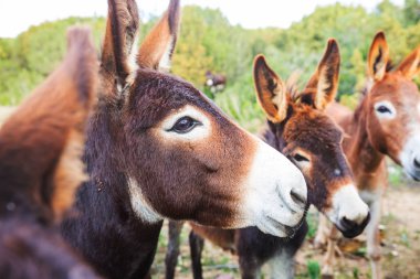 Kuzey Kıbrıs 'ta vahşi eşek