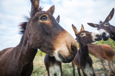 Kuzey Kıbrıs 'ta vahşi eşek