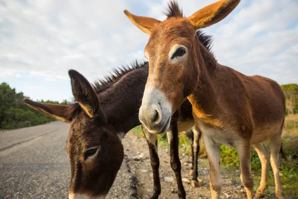 Burro Salvaje Norte Chipre — Foto de Stock