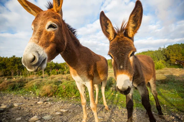 Wild Donkey Northern Cyprus — Stock Photo, Image