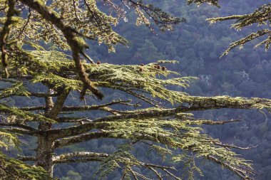 Kıbrıs dağlarında yeşil sedir ağaçları