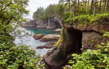 Washington, ABD Olimpiyat Ulusal Parkı 'ndaki manzaralı ve titiz Pasifik sahili. Okyanustaki kayalar ve sahildeki büyük kütükler..