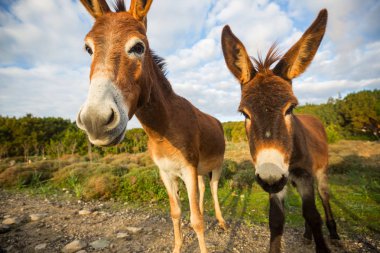 Kuzey Kıbrıs 'ta vahşi eşek
