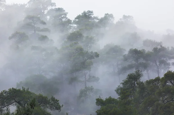 Magic Misty Forest Beautiful Natural Landscapes — Stock Photo, Image