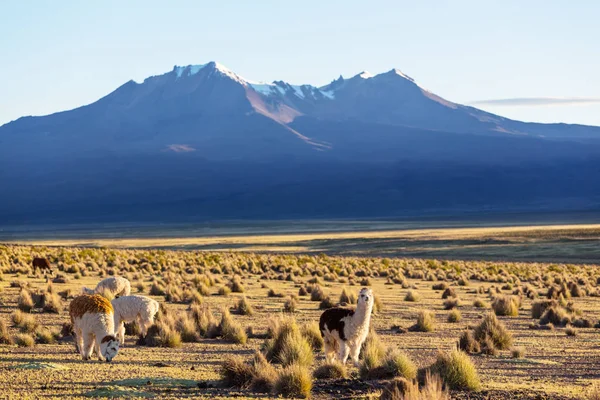 Llama Het Afgelegen Gebied Van Bolivia — Stockfoto