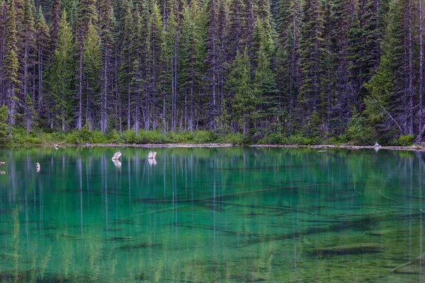 Lago Sereno Bosque — Foto de Stock