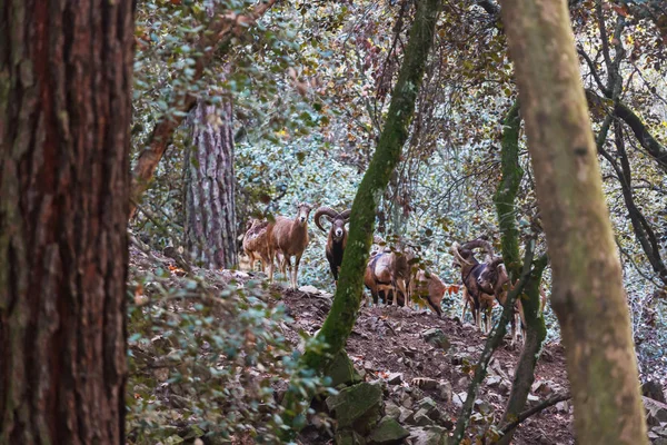 キプロスの森の野生のマウフロン — ストック写真