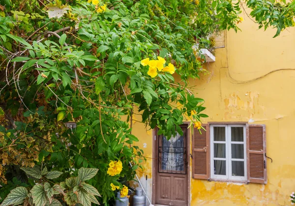 Dar Sokaktaki Çiçekler Eski Evlerin Arasında — Stok fotoğraf