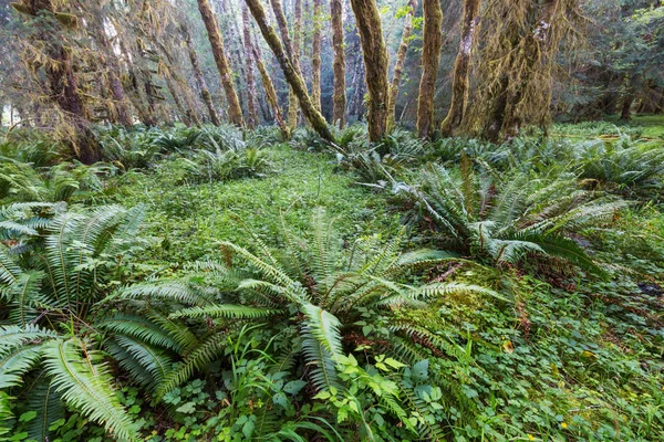 Fantastyczny Las Deszczowy Olympic National Park Washington Usa Drzewa Pokryte — Zdjęcie stockowe