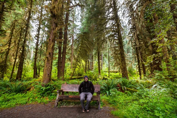 Märchenhafter Regenwald Olympischen Nationalpark Washington Usa Bäume Mit Einer Dicken — Stockfoto