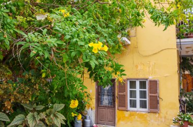 Dar sokaktaki çiçekler eski evlerin arasında