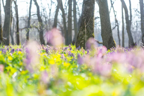 Wilde Bloemenweide Het Voorjaar Bos Lente Natuurlijke Achtergrond — Stockfoto