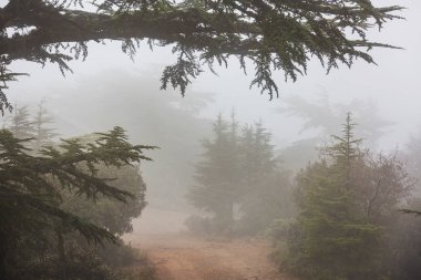 Kıbrıs dağlarında yeşil sedir ağaçları