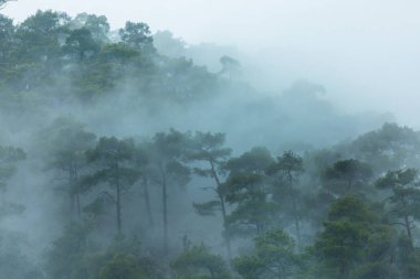 Sihirli sisli orman. Güzel doğal manzaralar..