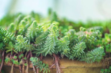 Bright spring green grass field. Flowers leaves in tropical garden.