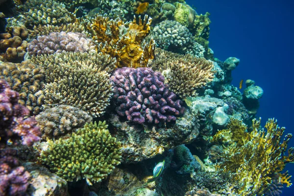 Living Coral Reef Red Sea Egypt Natural Unusual Background — Stock Photo, Image